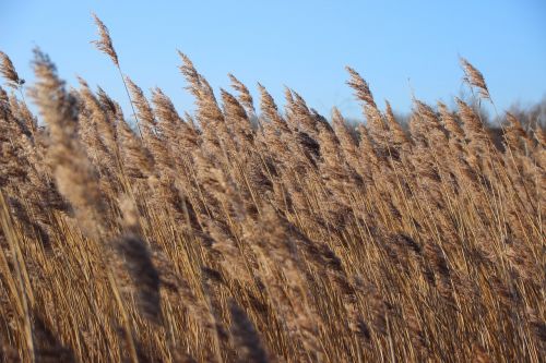 reed light grass