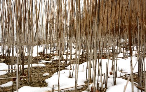 reed winter bank