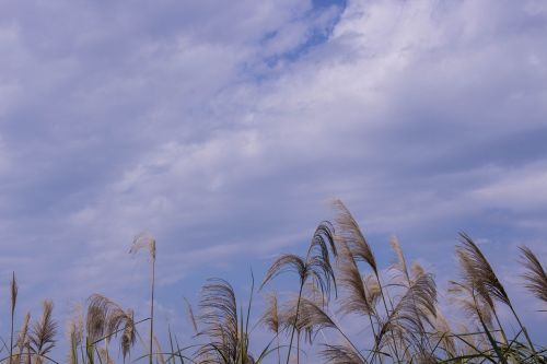 reed sky cloud