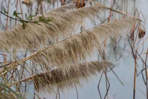 reed pond wetlands