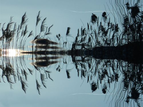 reed water mirroring