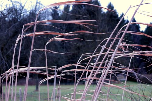 reed wind nature