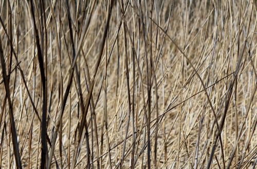 reed reeds moor