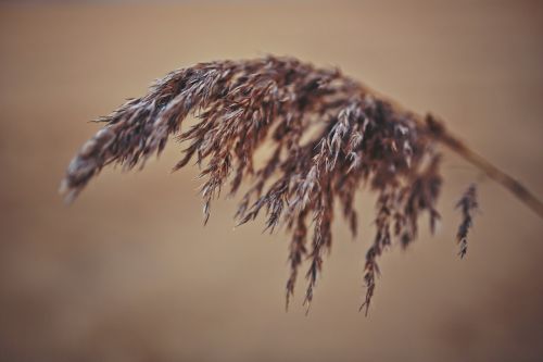 reed macro phragmites