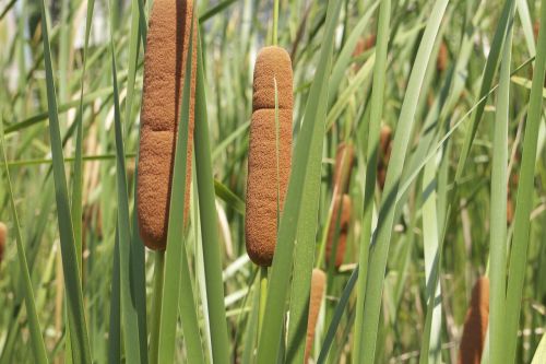 reed grass plant