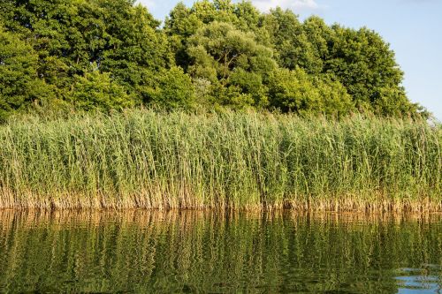 reed lake water