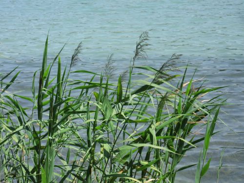 reed water lake