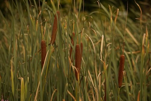 reed grass green