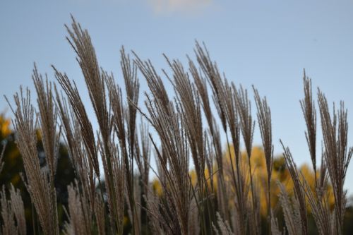 reed grass plant
