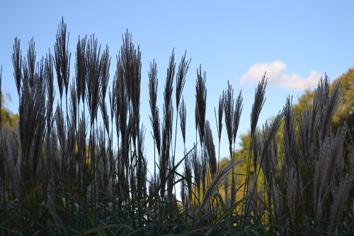 reed grass plant