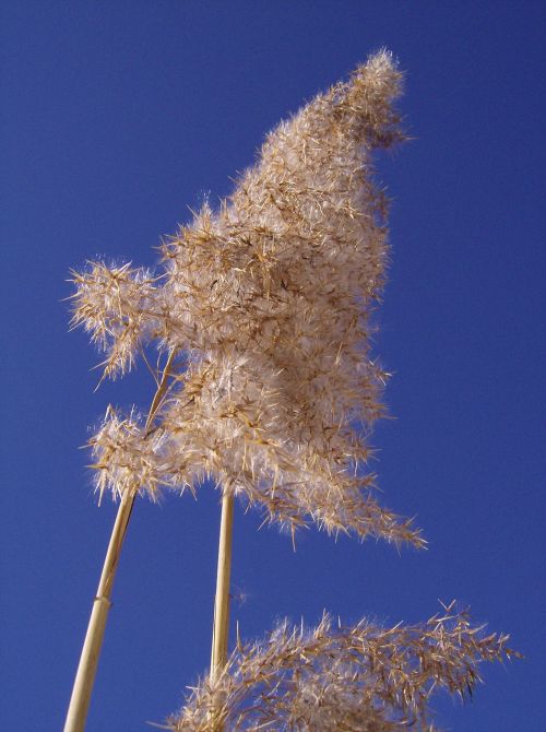 reed flowers sky