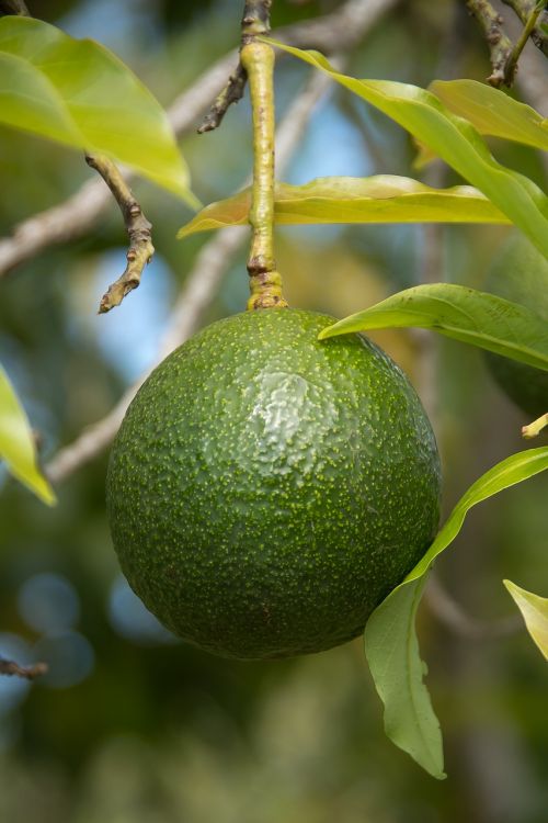 reed avocado round avocado