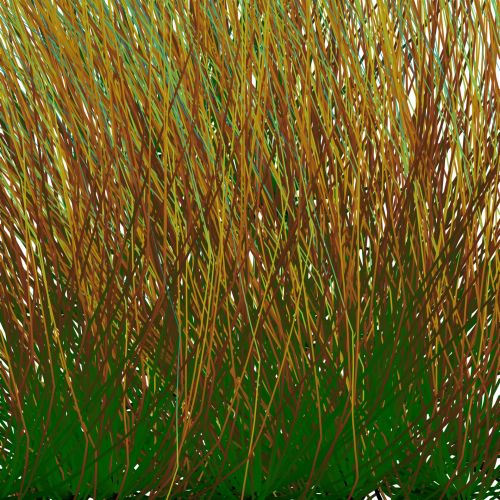 Reed Background Texture