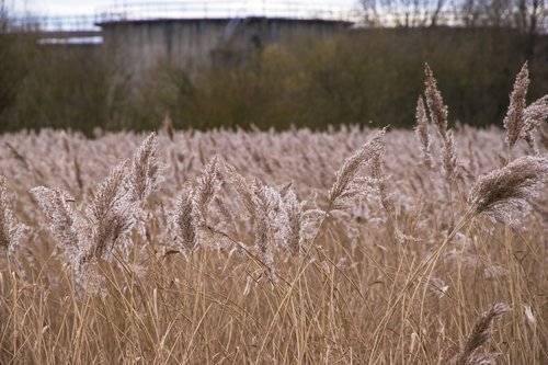reed bed  bull rushes  water