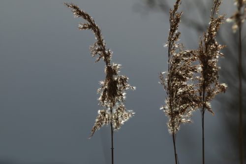 reed flower blossom bloom