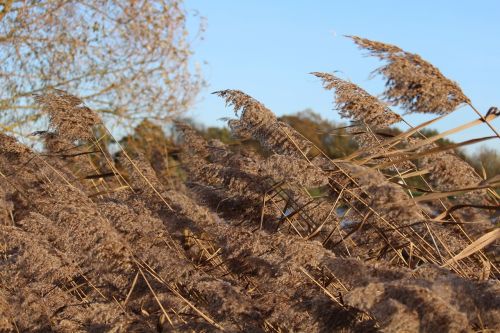 reeds brown wind
