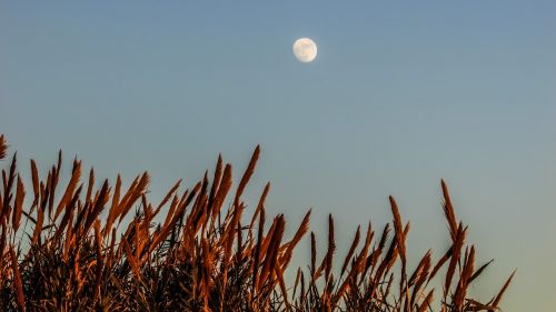 reeds moon nature