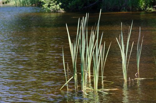 reeds pond nature