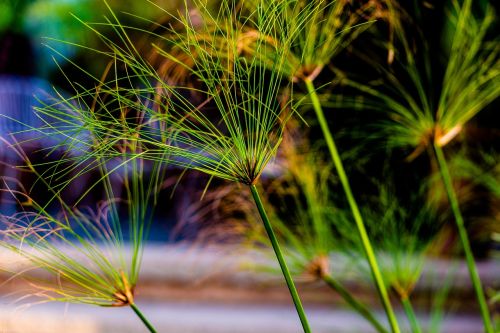 reeds green pattern