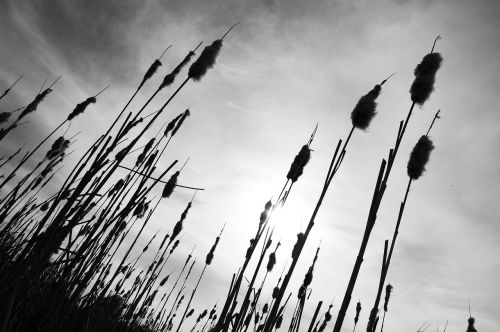 reeds meadow black and white
