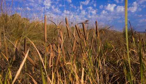 reeds cigar water plants