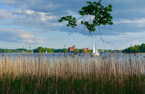 reeds grass yacht