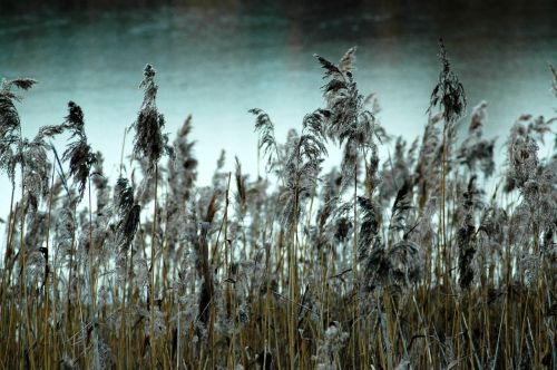 reeds winter frost