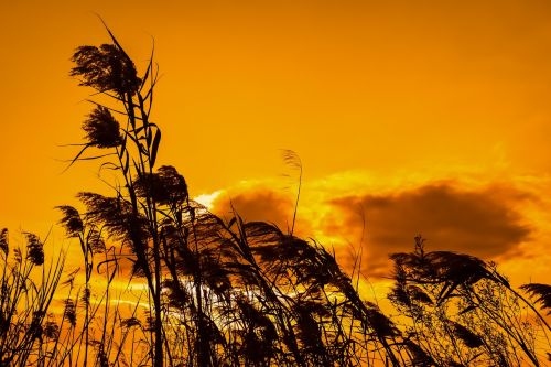 reeds sunset sky