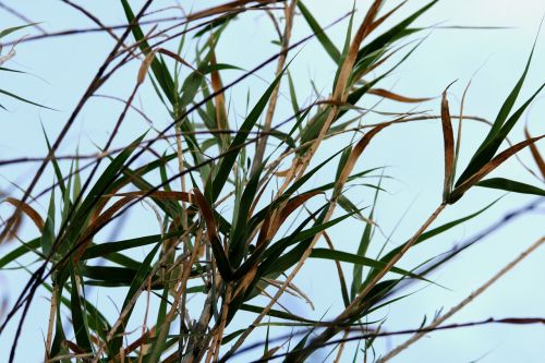 reeds tall straight