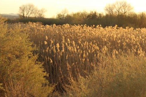 reeds sunshine nature