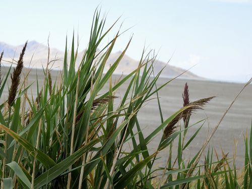 reeds salt desert