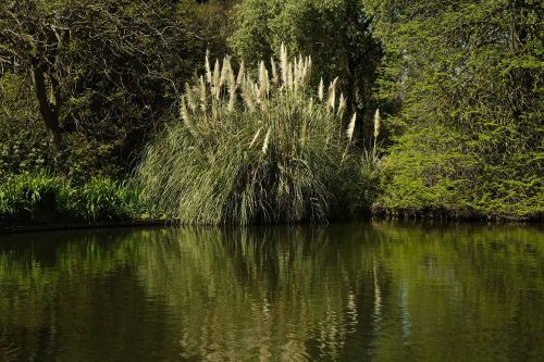 reeds pond reflections