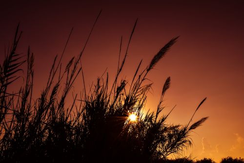 reeds sun sunset