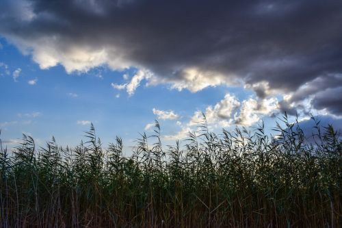reeds swamp sky