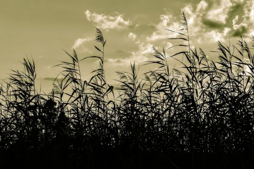 reeds swamp sky