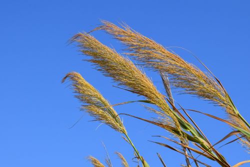 reeds summer nature