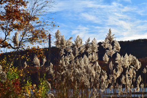reeds sunlight outdoors