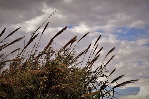 reeds sky clouds
