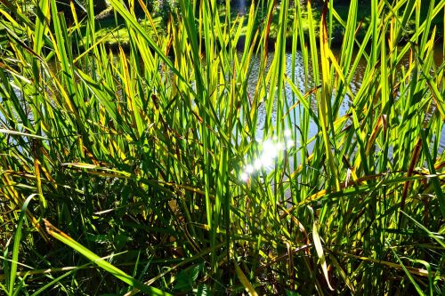 reeds aquatic plant banks
