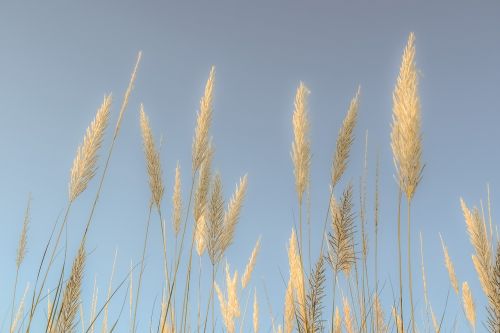 reeds sky nature