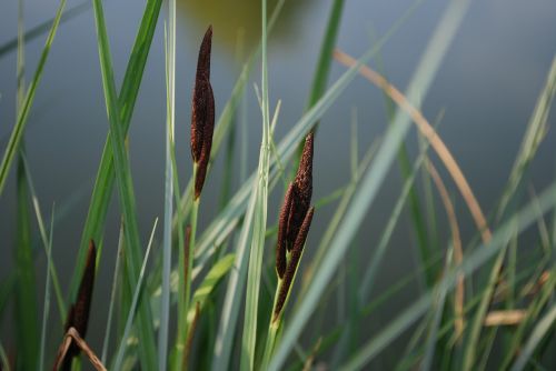 reeds grass nature