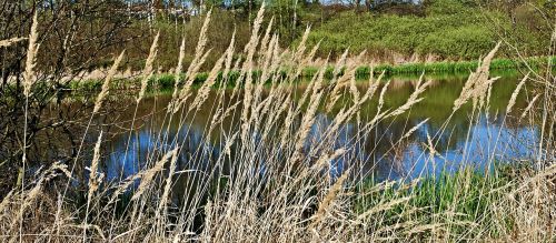 reeds dry water