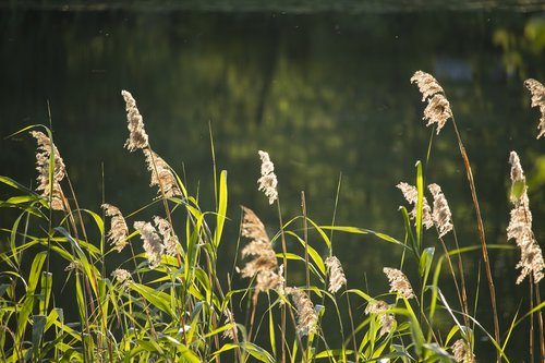 reeds  grass  lake
