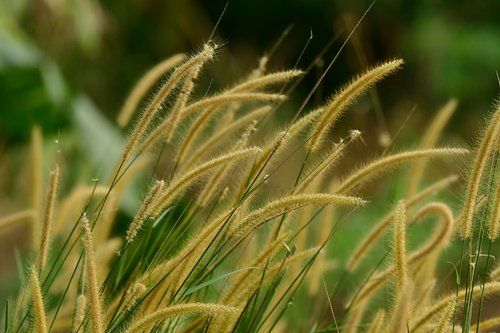 reeds  hairy  seeds