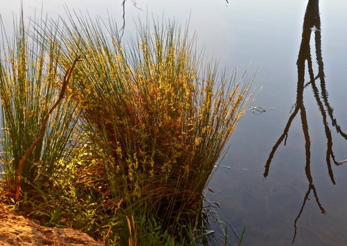 reeds  reflection  landscape