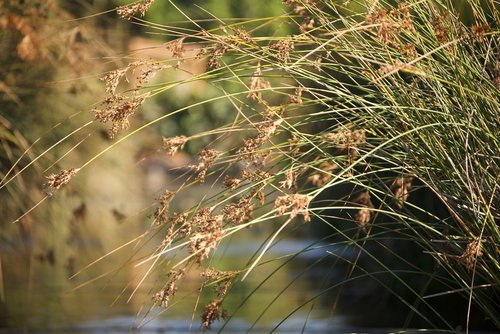 reeds  grass  reed