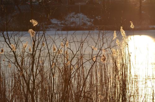 reeds pond cane