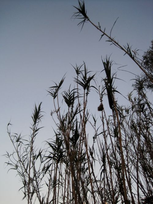 Reeds Against Evening Sky