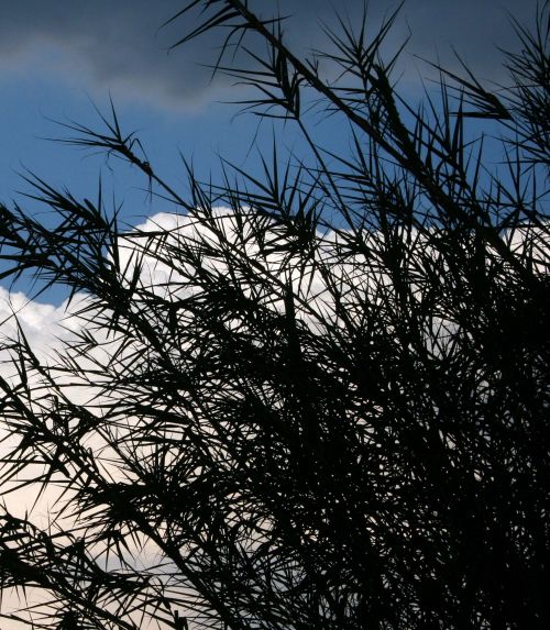 Reeds Against Sky