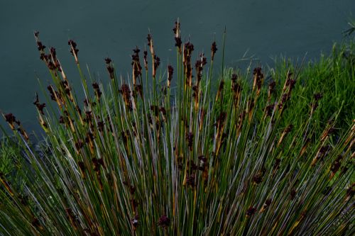 Reeds In The Water